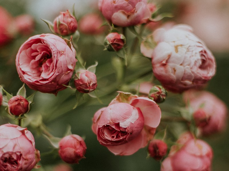 Le Cercle, Livre&nbsp;d&rsquo;Or