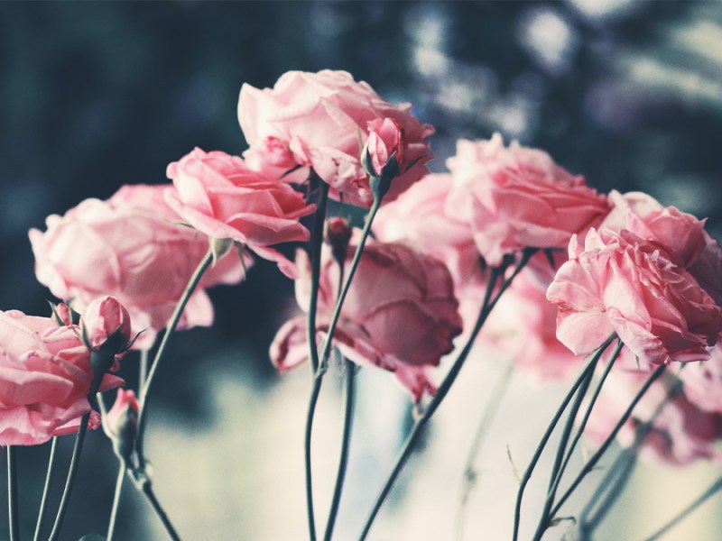 Le Cercle, ma&nbsp;Playlist